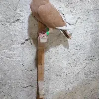 ۵عدد کبوتر پلاکی