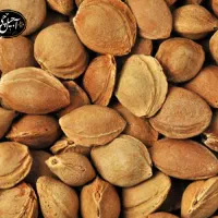 هسته زردآلو کیلویی۵۲ امسالی