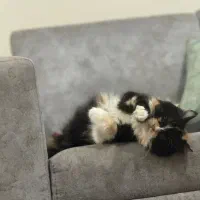 واگذاری گربه