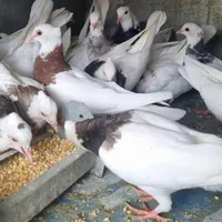 طوقی ساده|پرنده|مبارکه, |دیوار