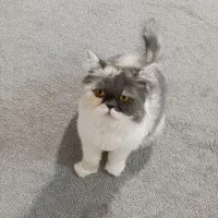 گربه پرشین کالیکو