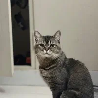 واگذاری حیوان خانگی مبلغ هفت تومان