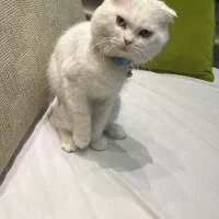 فروش گربه اسکاتیش نر - آماده جفتگیری