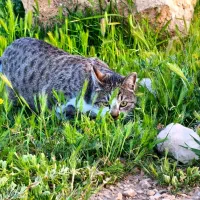 واگذاری قبول میکنم