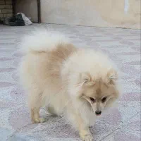 پامر روباهی|سگ|کوار, |دیوار