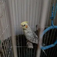 فروش عروس هلندی