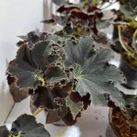 بگونیا بلک حلزونی|گل و گیاه طبیعی|ساری, |دیوار