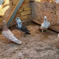 چندتا کفتر هوایی خاطرجمع.جوجه کشی خاطرجمع|پرنده|زاوه, |دیوار