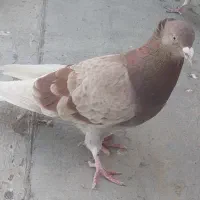 یک دم صفید نر پرشی