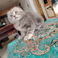 گربه اسکاتیش  و بریتیش|گربه|اصفهان, سعادت‌آباد|دیوار