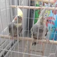 عروس هلندی|پرنده|فردیس, شهرک شهید حسینی|دیوار