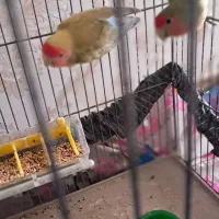 یک جفت کوتوله مولد|پرنده|خمینیشهر, |دیوار