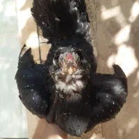 مرغ گلیم خال سوزنی