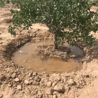 محلول پاشی باغات پسته