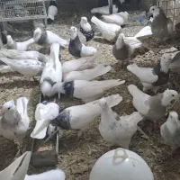 کبوتر طوقی در رنگ و خال های مختلف