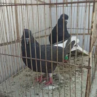 اشعل دم سفید و سیاه آبادانی و سینه ایی و طوقی۷رنگ|پرنده|خرمشهر, |دیوار