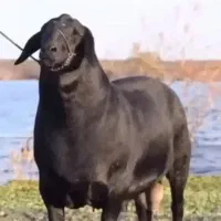 گوسفند سرمایه‌گذاری