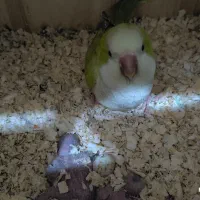 جفت راهب مولد