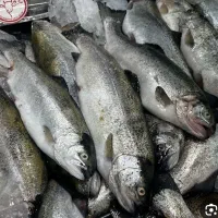 فروش ماهی قزل آلا