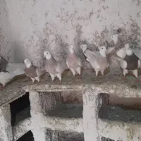 کبوترطوق اجری|پرنده|کنگاور, |دیوار