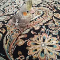 جوجه عروس هلندی سرلاکی
