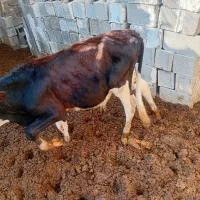 گوساله نر ۷ ماهه