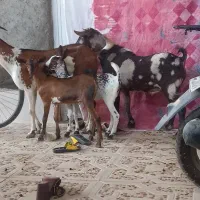 نری پچی مست مخصوص سرگله بزدوقلواز یکی نرویکی ماده|حیوانات مزرعه|بندرعباس, |دیوار