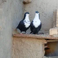 کبوتر عطیقه