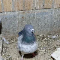 نر و ماده ظمانت تخم جوجه|پرنده|نیک شهر, |دیوار