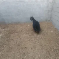 بزغاله شهر کردی ماده