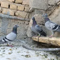 پلاکی|پرنده|شیراز, ارم|دیوار