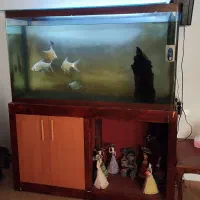 ماهی|ماهی|مشهد, گاز|دیوار