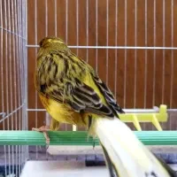 قناری سوپری مست مست