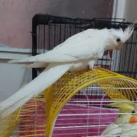 عروس هلندی