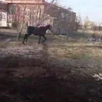 اسب اخته اصل کوردی ۷ساله|اسب و تجهیزات اسب‌سواری|سیلوانه, |دیوار