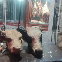 کله گاوی