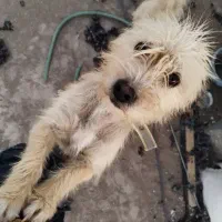 دو عدد سگ نر ماده قیمت 1300|سگ|رفسنجان, |دیوار