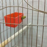 تعویض به فنچ