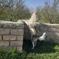 سگ گله و نگهبانی