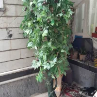 گل جارو برقی کاست|گل مصنوعی|خوی, |دیوار