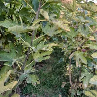 پالانیا ازگیل انار|خدمات باغبانی و درختکاری|دلند, |دیوار