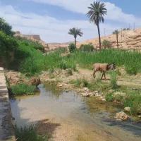 تور خانوادگی و دوستانه کویر طبس و کال جنی