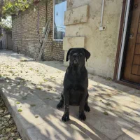 توله ماده ۶ ماهه کن کورسو|سگ|رامجین, |دیوار