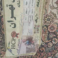 فرش دوازده متری|فرش|اردکان, |دیوار