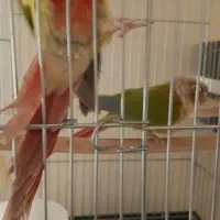 گرینچیک مولد دستی