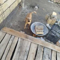 سگ پاکوتاه ماده|سگ|آشخانه, |دیوار