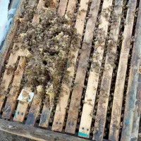 فروش کندوی زنبور عسل