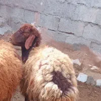 یک راس شیشک دودندان