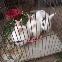 نداشتن جا|موش و خرگوش|سمنان, |دیوار