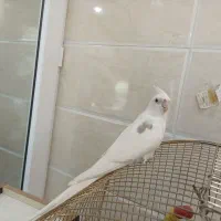 بنام خدا  دوعدد عروس نر